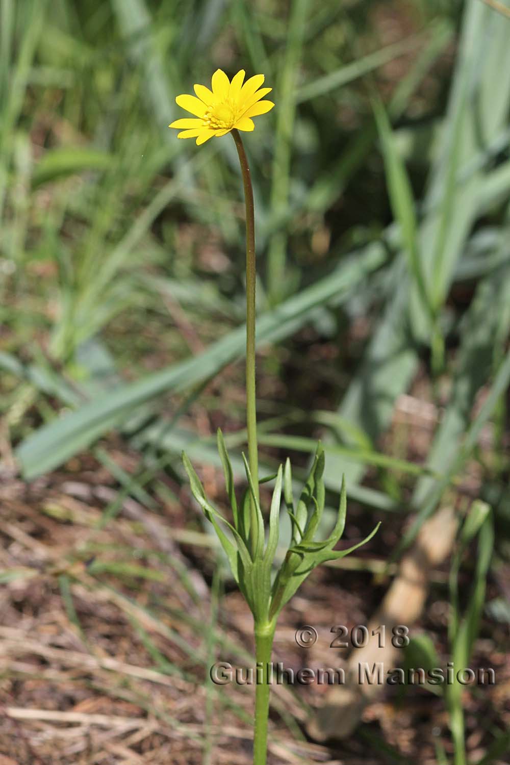 Anemone palmata