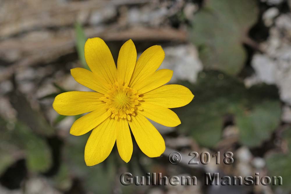 Anemone palmata