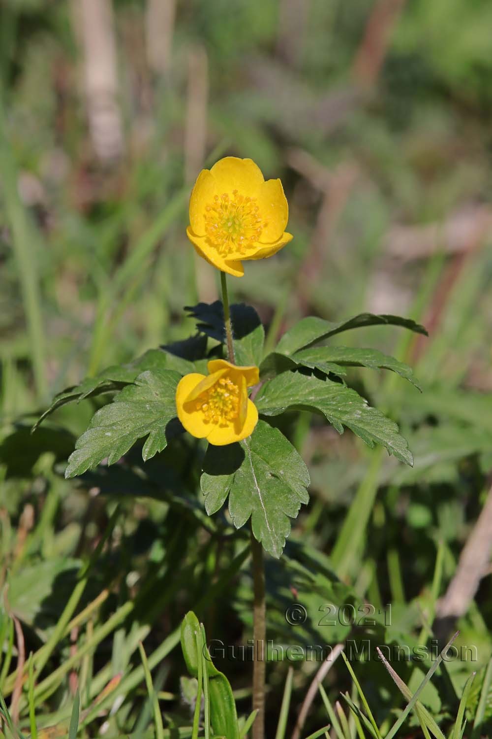 Anemone ranunculoides