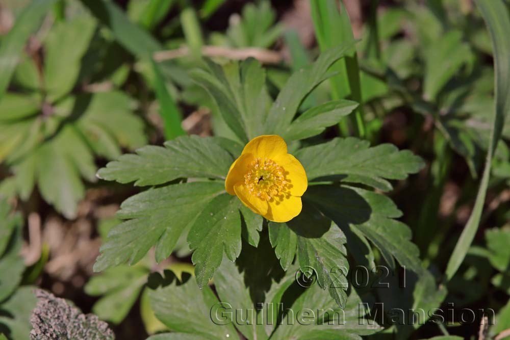 Anemone ranunculoides