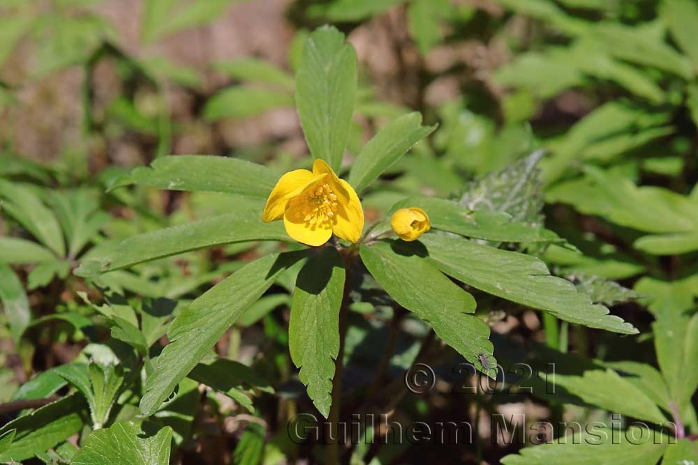 Anemone ranunculoides