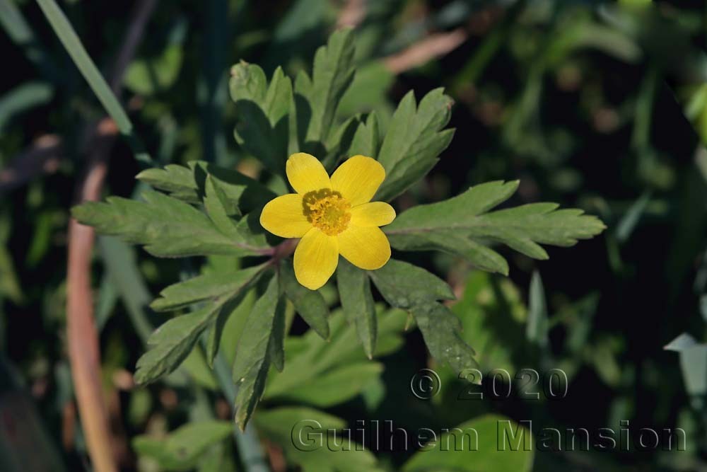 Anemone ranunculoides