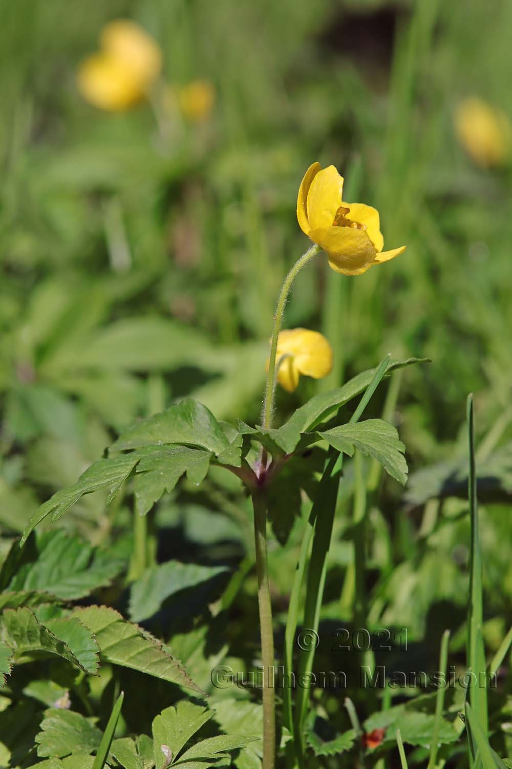 Anemone ranunculoides