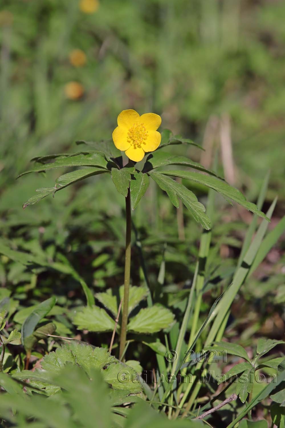 Anemone ranunculoides