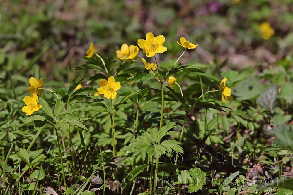 Anemone ranunculoides