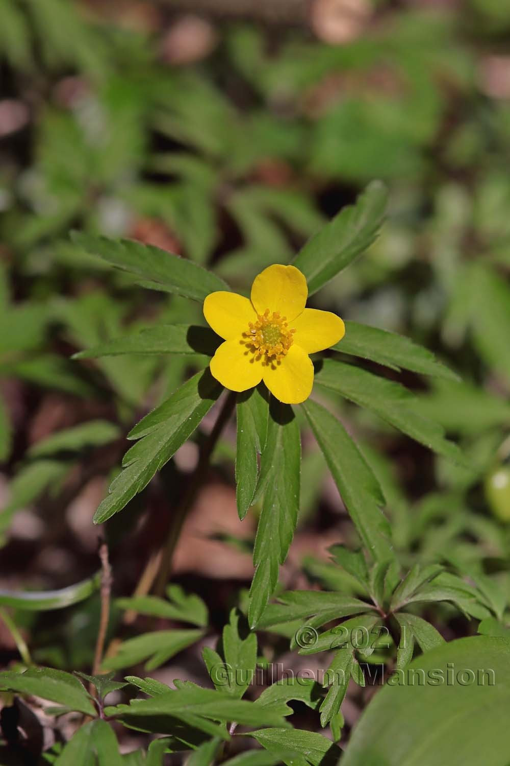 Anemone ranunculoides