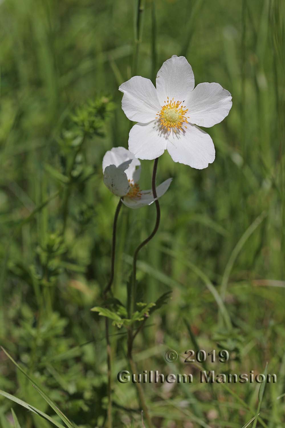 Anemone sylvestris