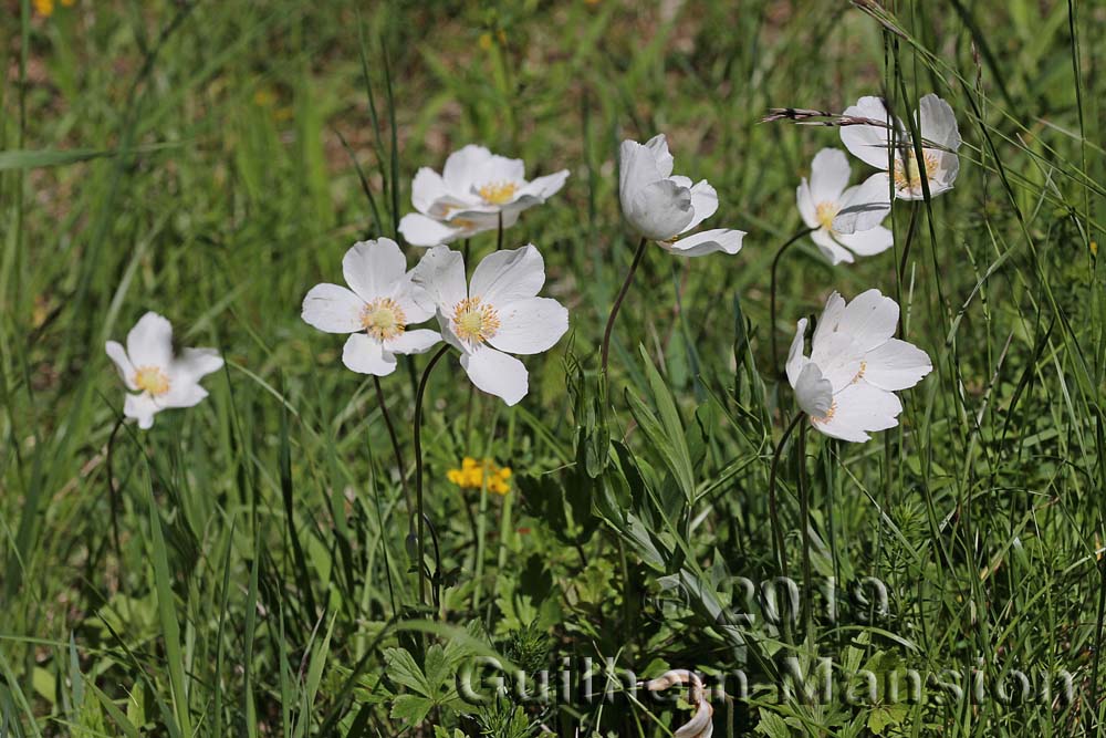 Anemone sylvestris