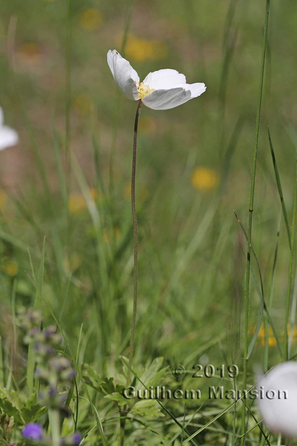 Anemone sylvestris