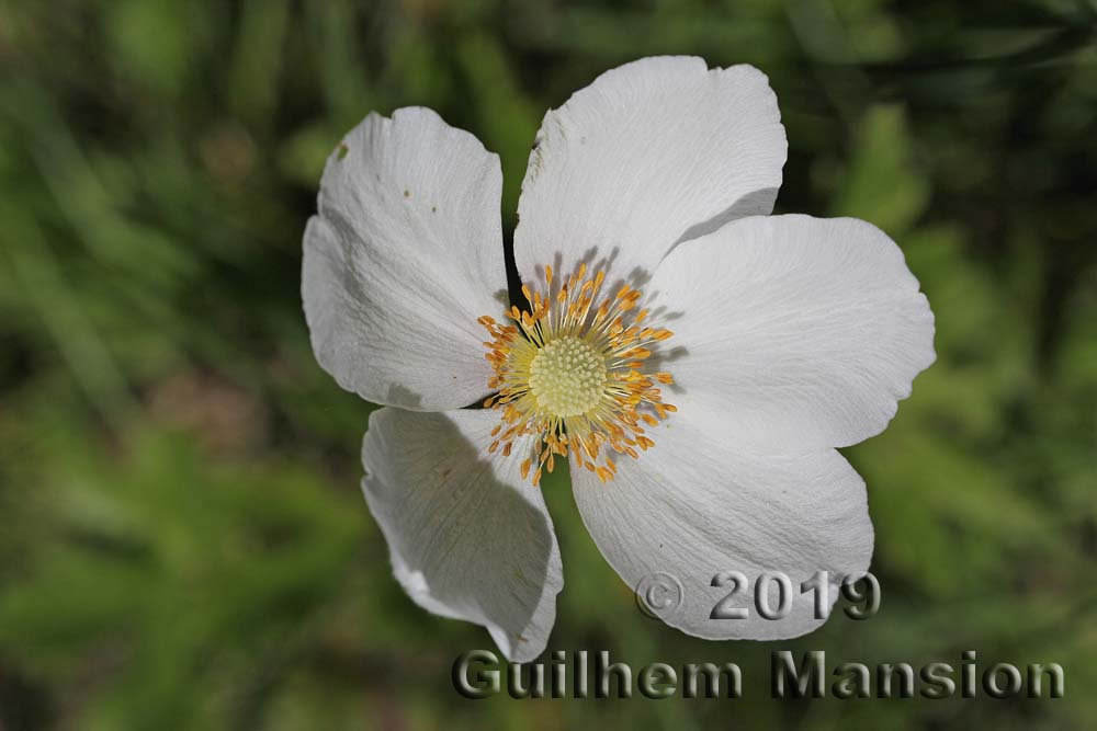 Anemone sylvestris