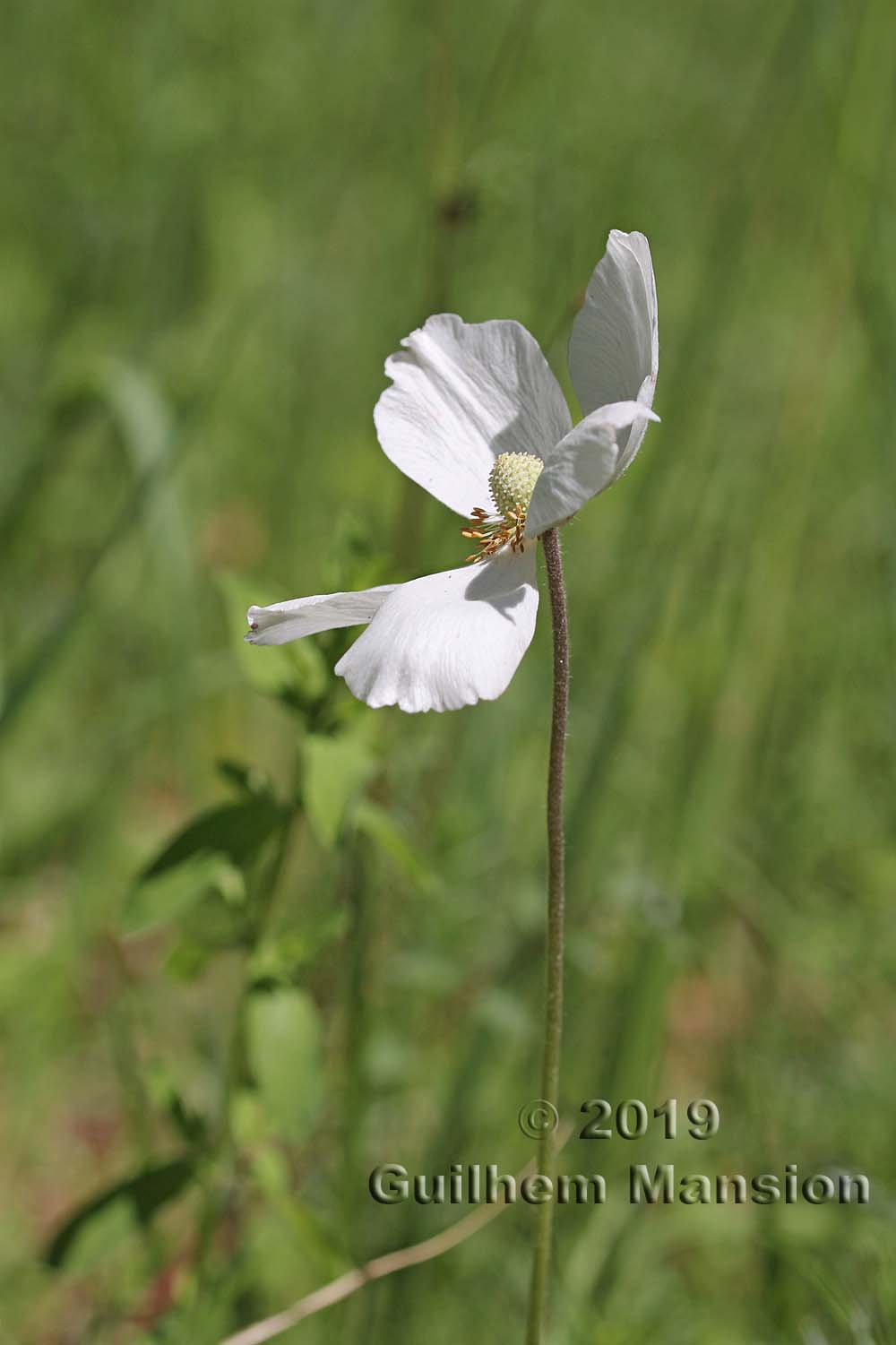 Anemone sylvestris