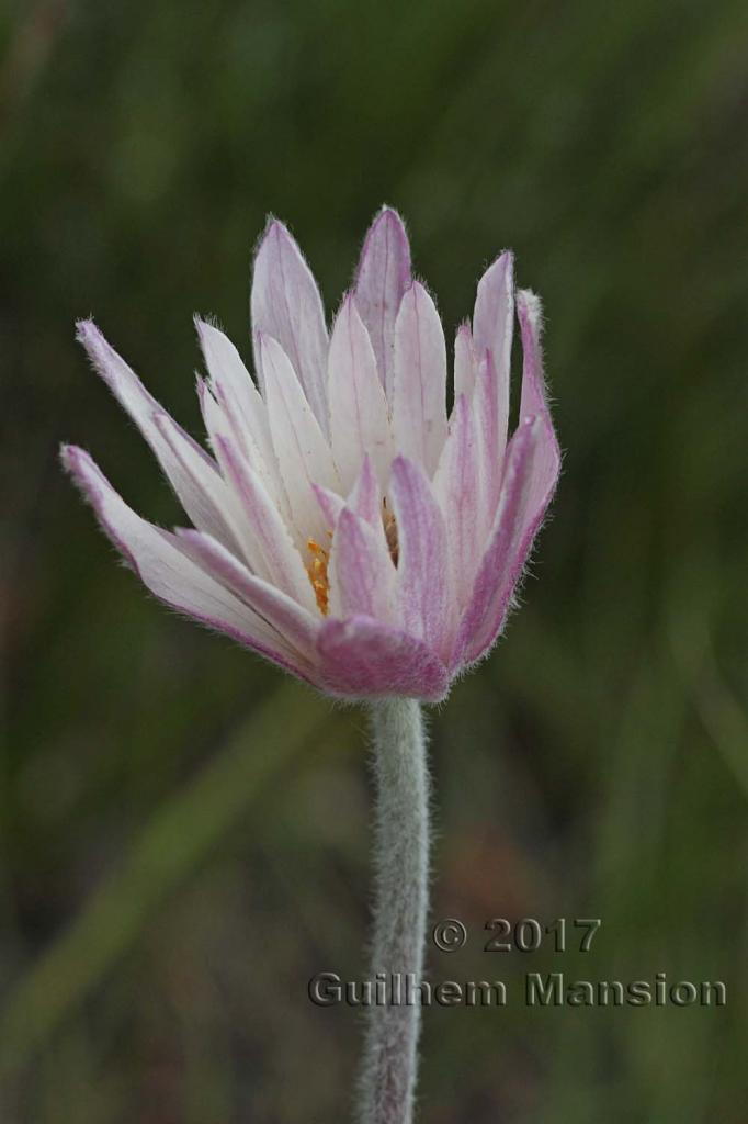 Anemone tenuifolia