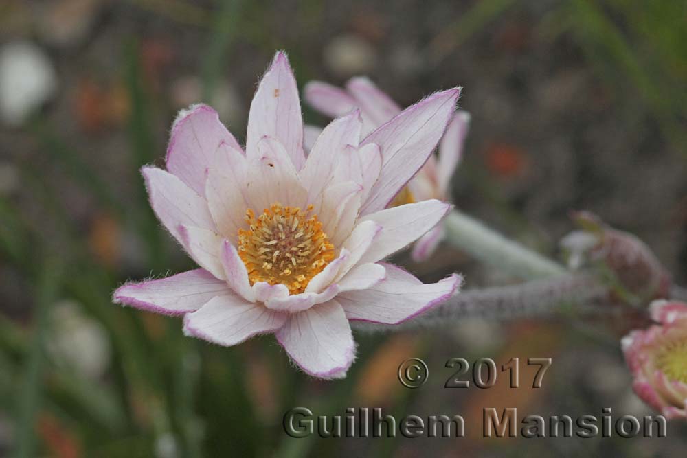 Anemone tenuifolia