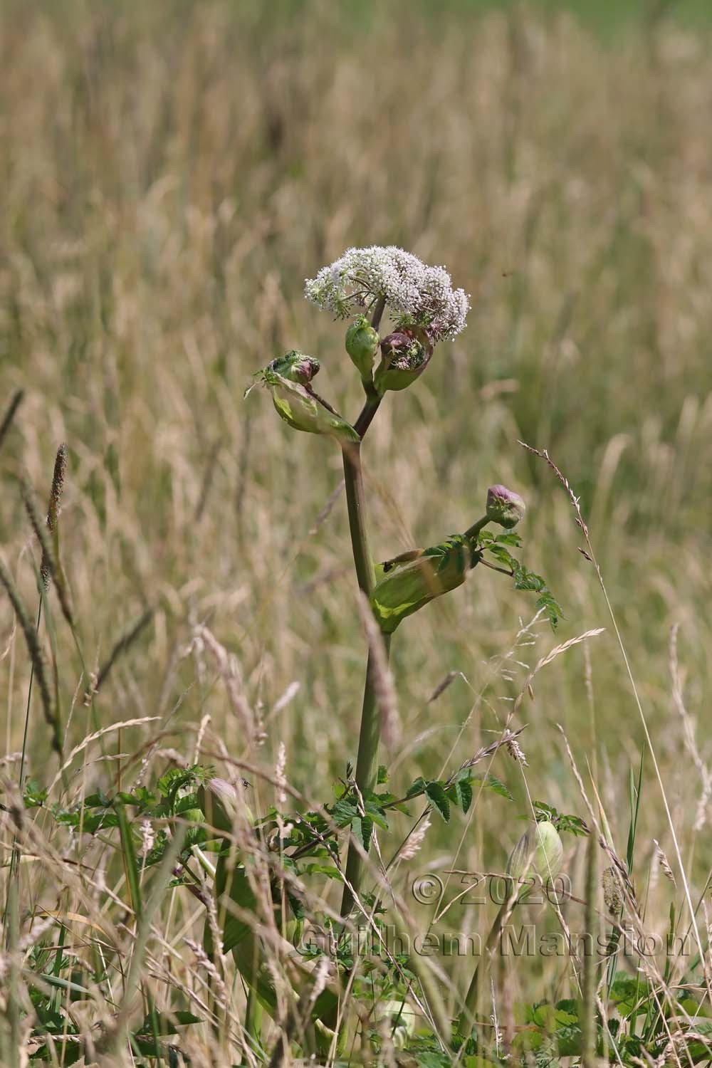 Angelica sylvestris