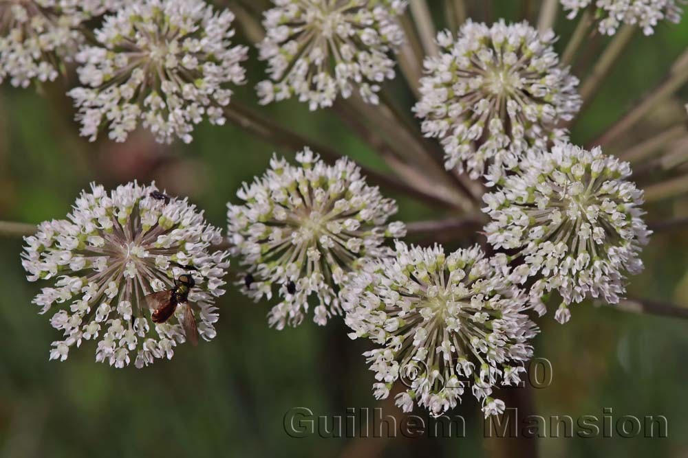 Angelica sylvestris