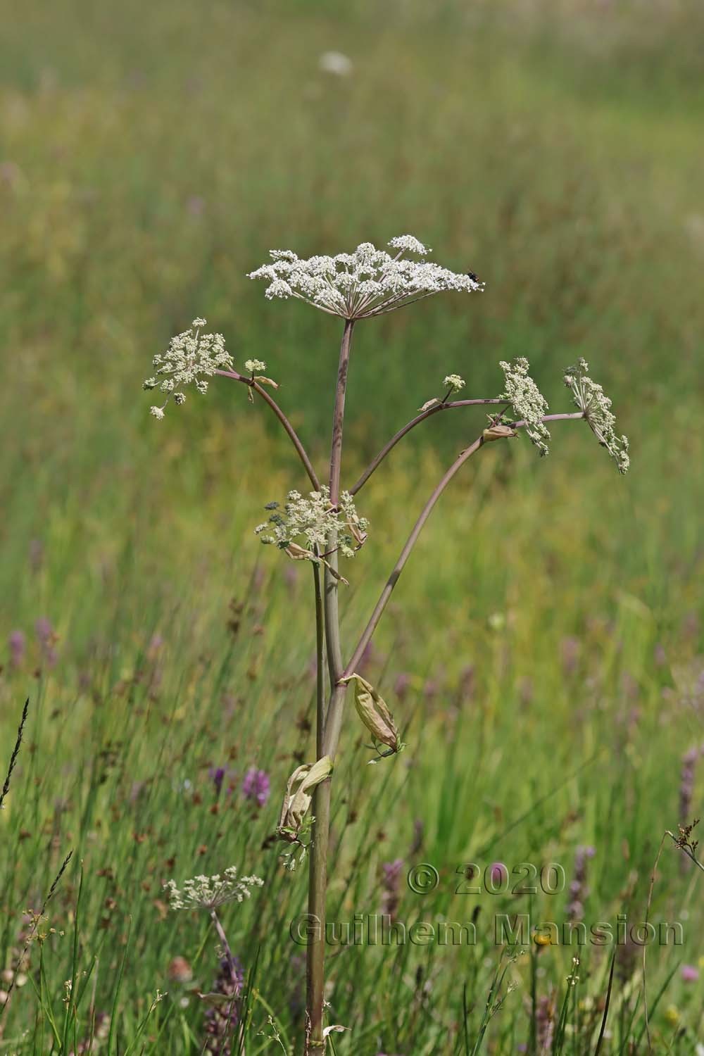 Angelica sylvestris