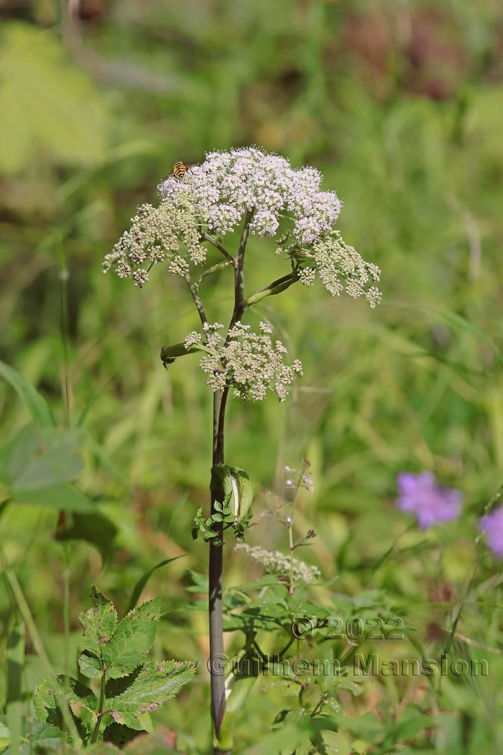 Angelica sylvestris