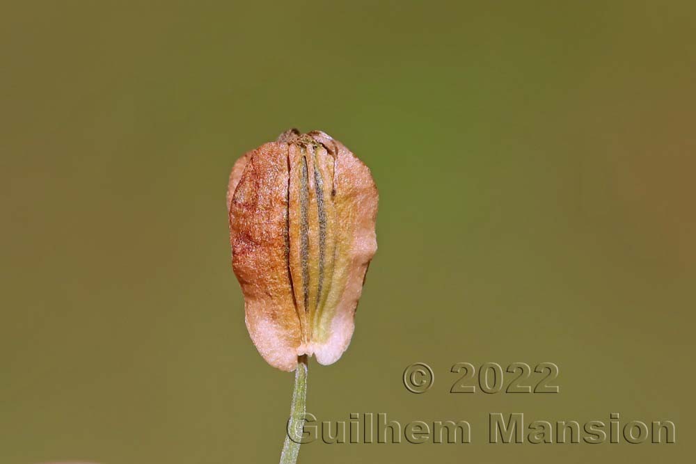 Angelica sylvestris