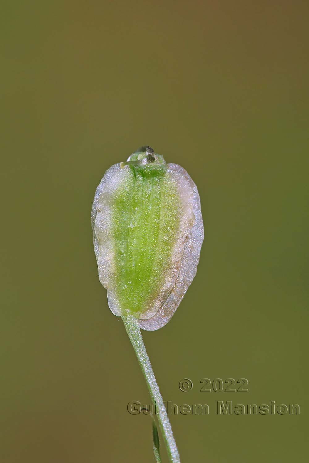 Angelica sylvestris