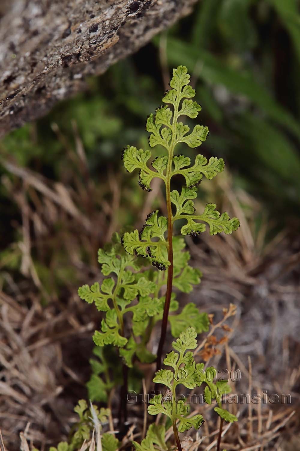 Anogramma leptophylla