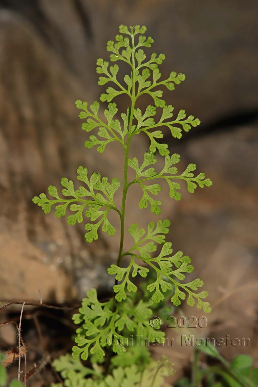 Anogramma leptophylla