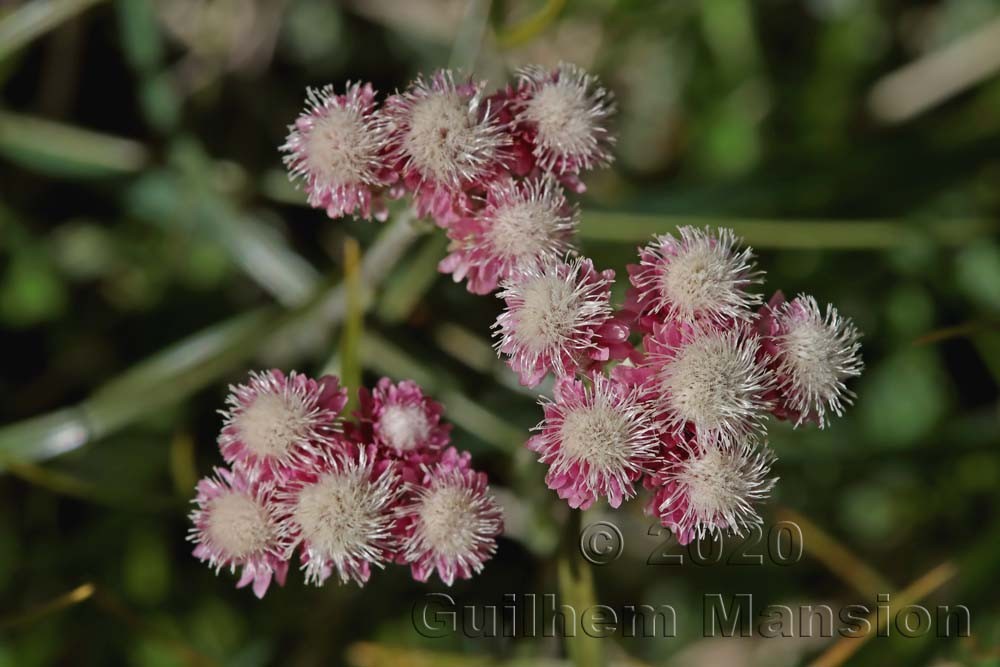 Antennaria dioica