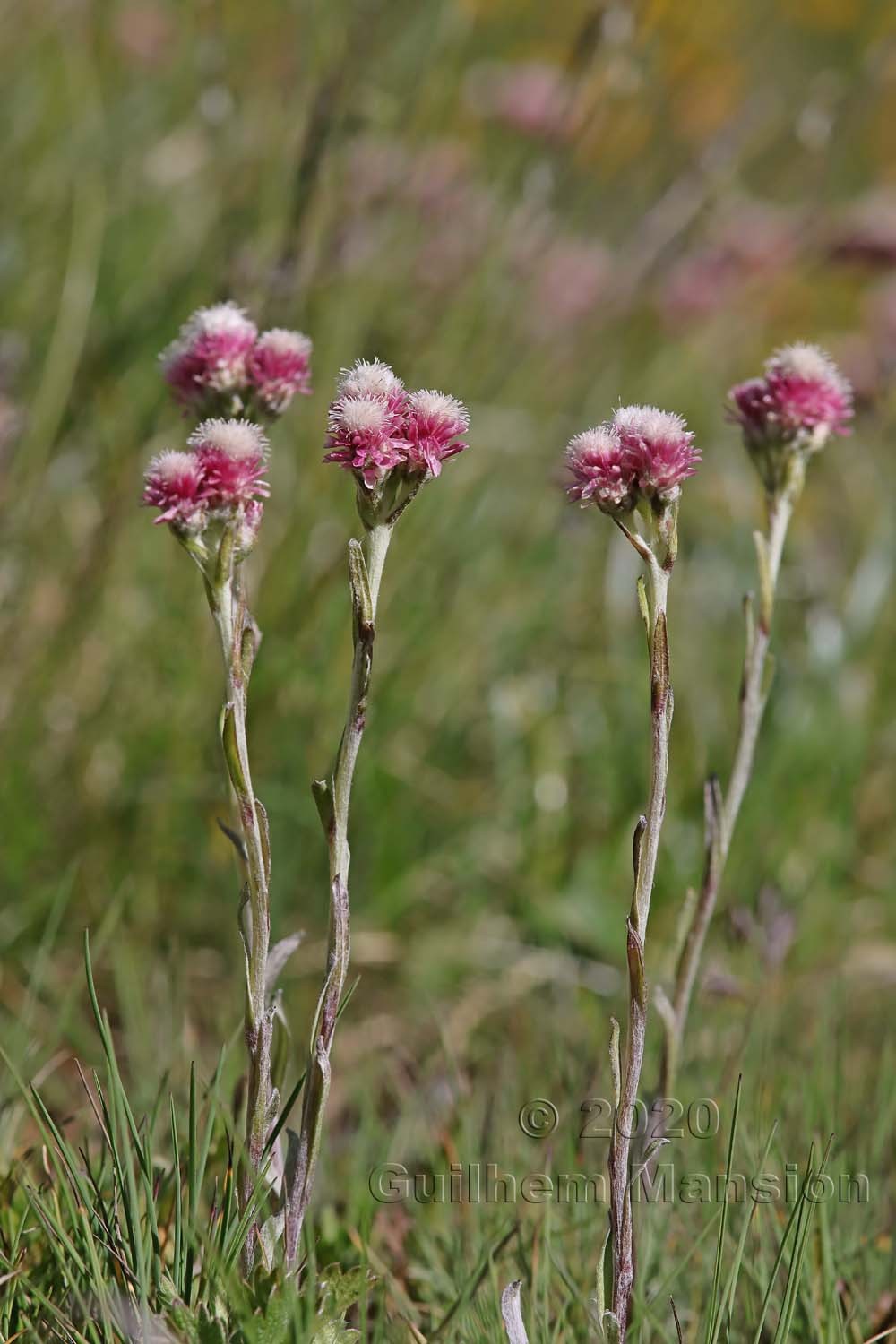 Antennaria dioica