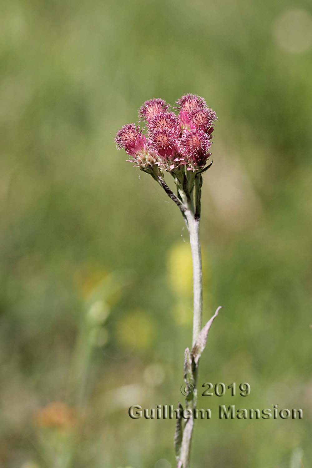 Antennaria dioica