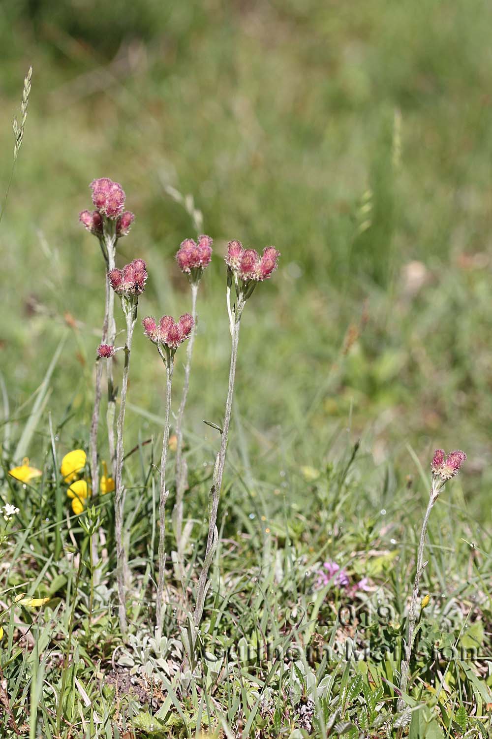 Antennaria dioica