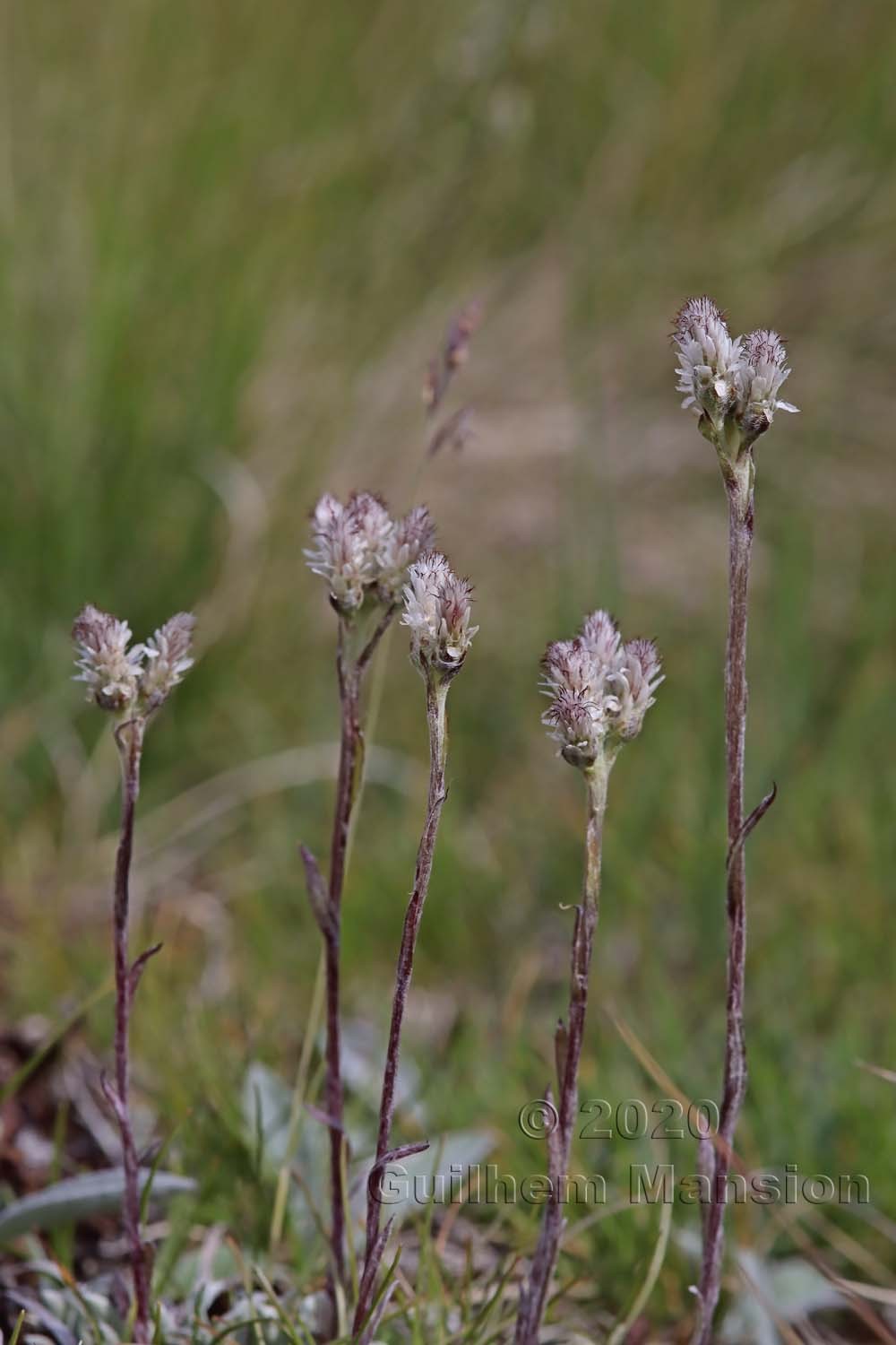 Antennaria dioica