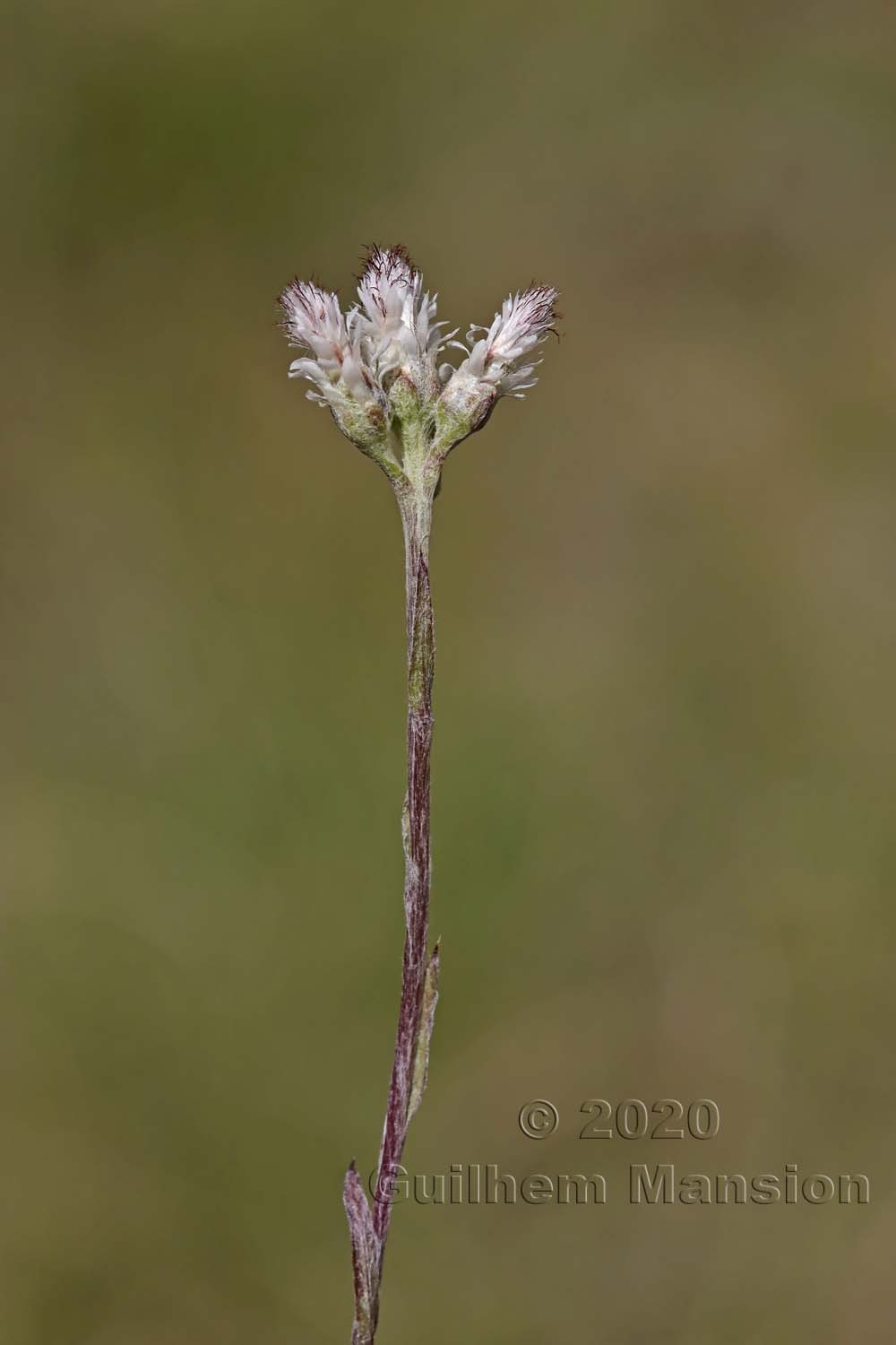 Antennaria dioica