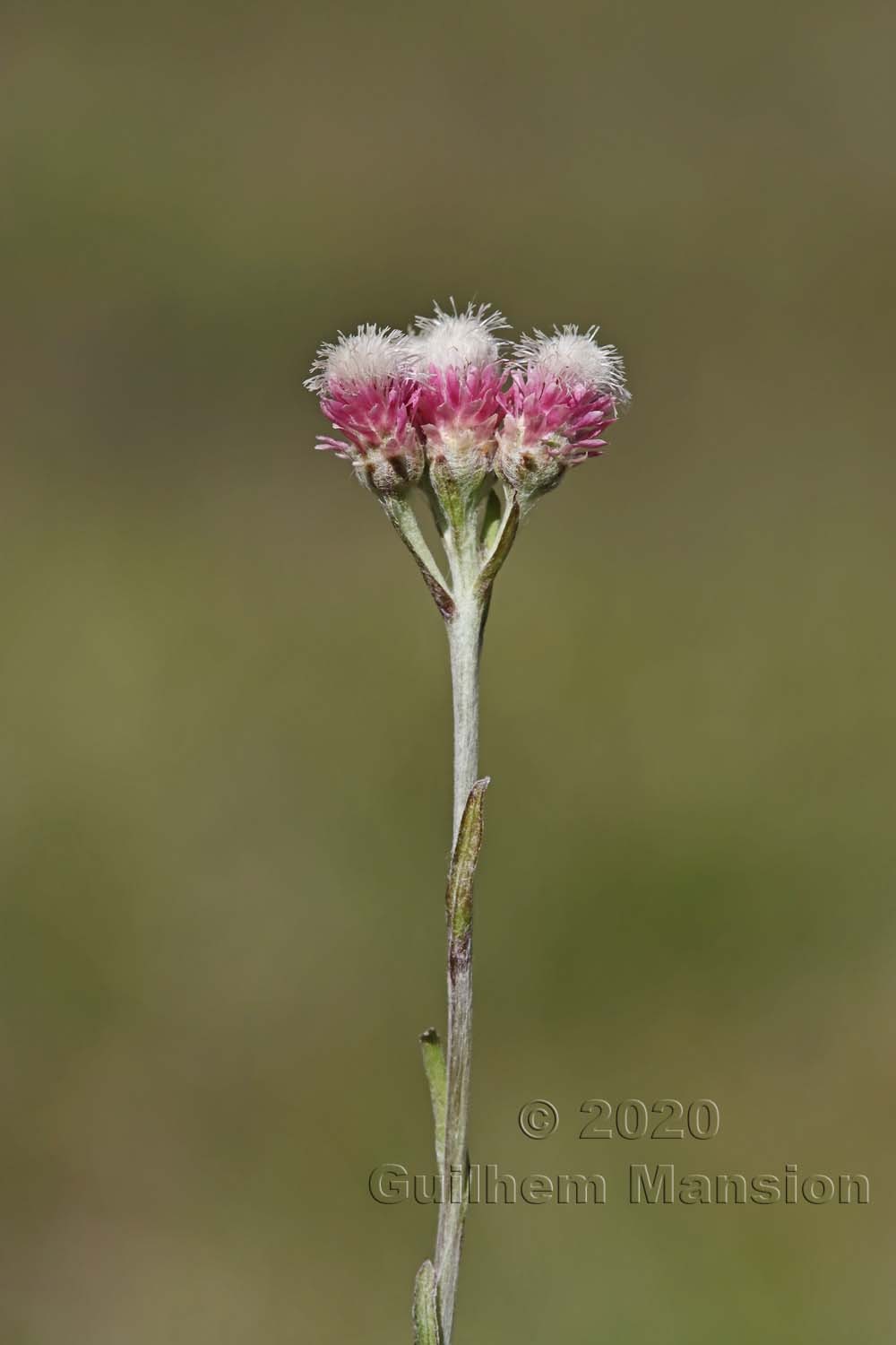 Antennaria dioica