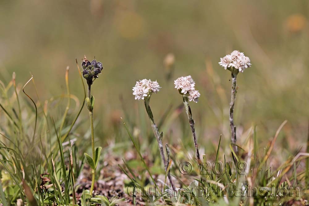 Antennaria dioica