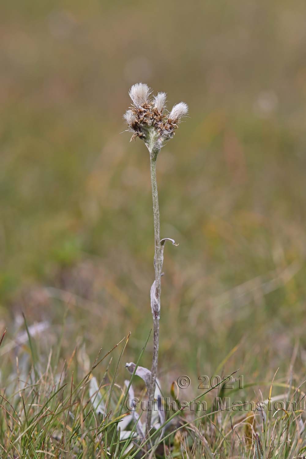 Antennaria dioica