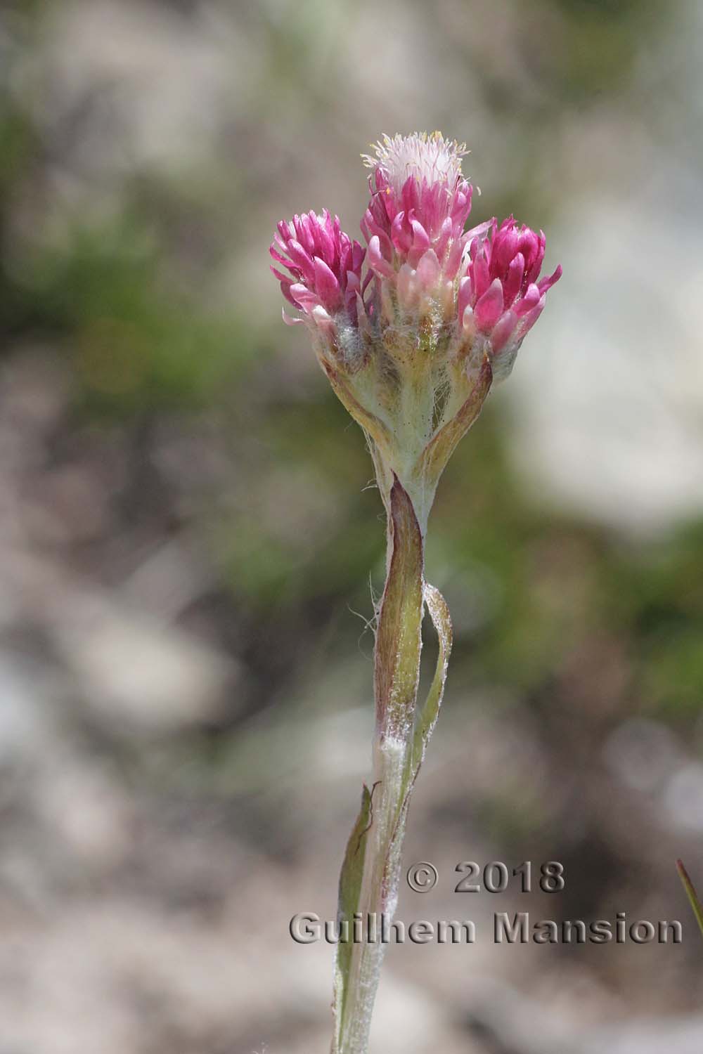 Antennaria dioica