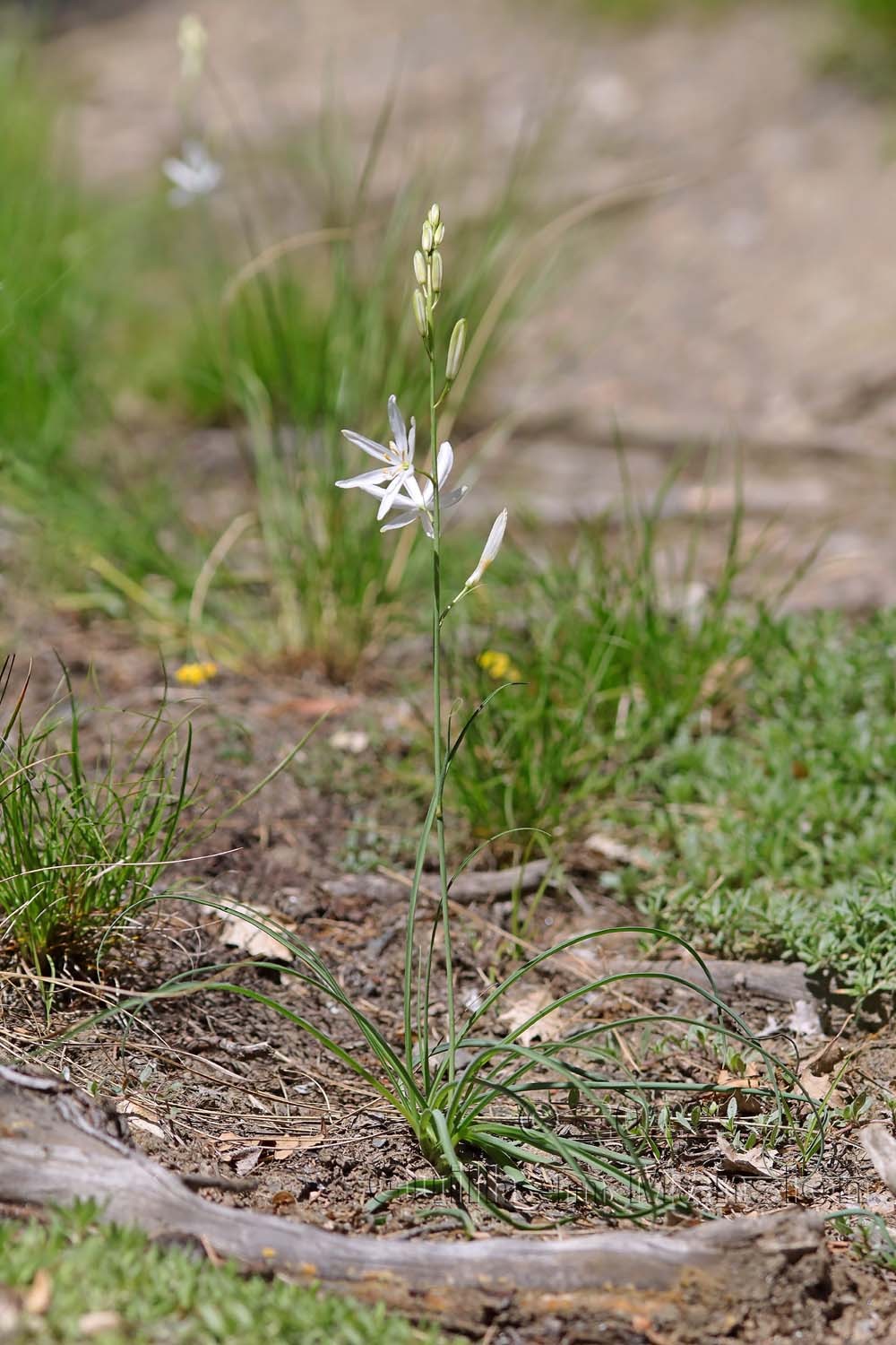 Anthericum liliago