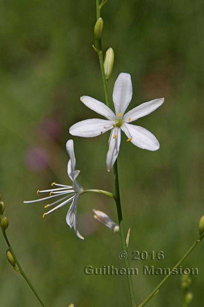 Anthericum ramosum