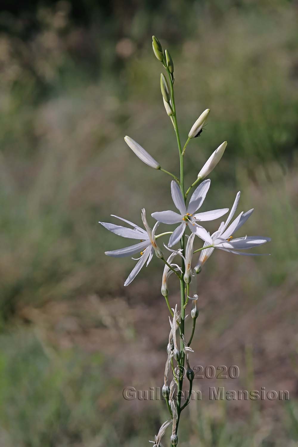 Anthericum liliago