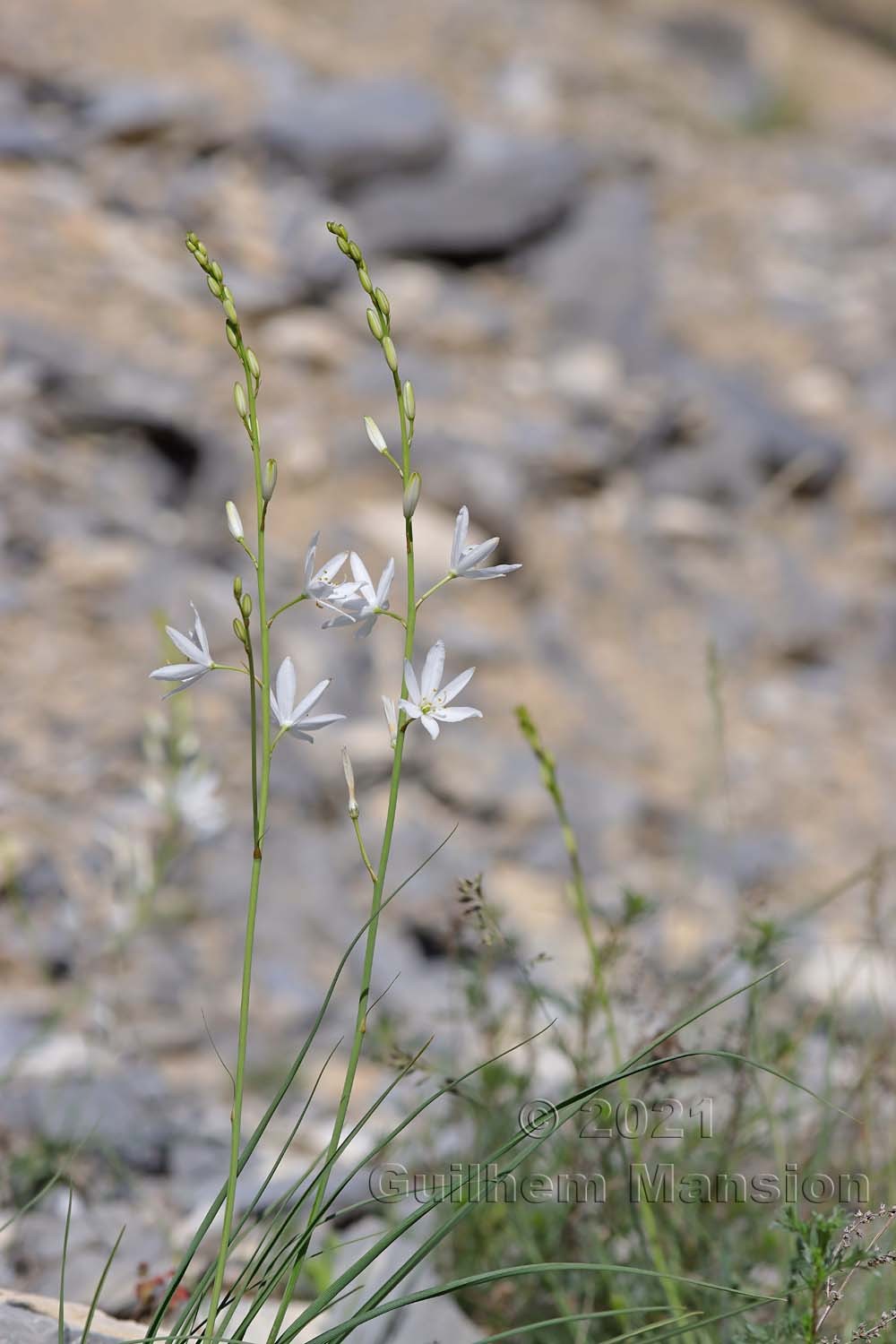 Anthericum liliago