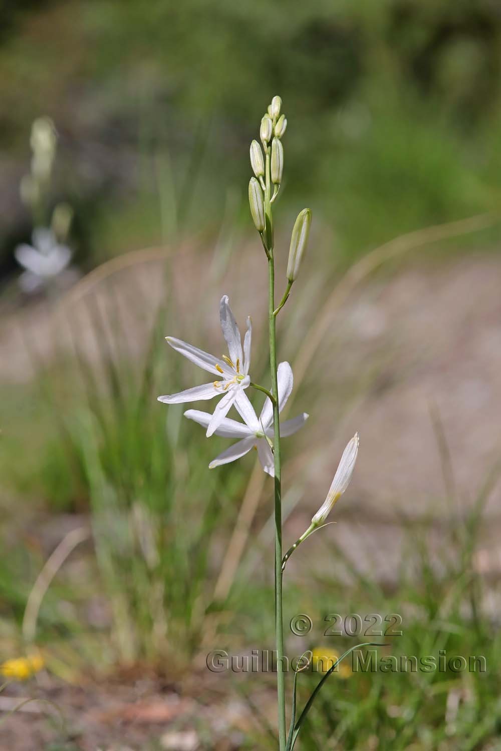 Anthericum liliago