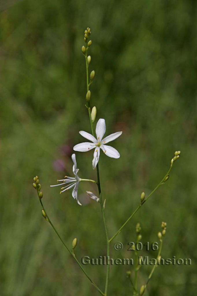 Anthericum ramosum