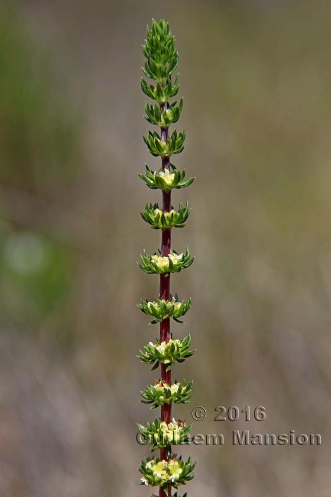 Anthospermum sp.