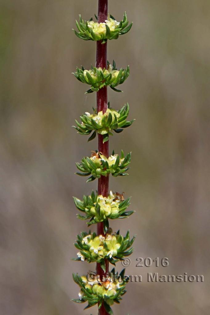 Anthospermum sp.