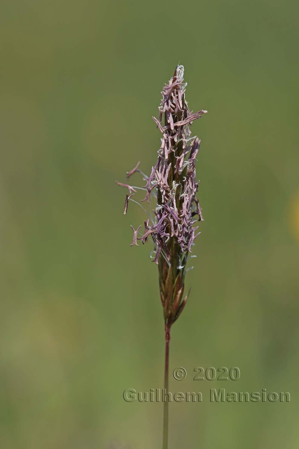 Anthoxanthum odoratum