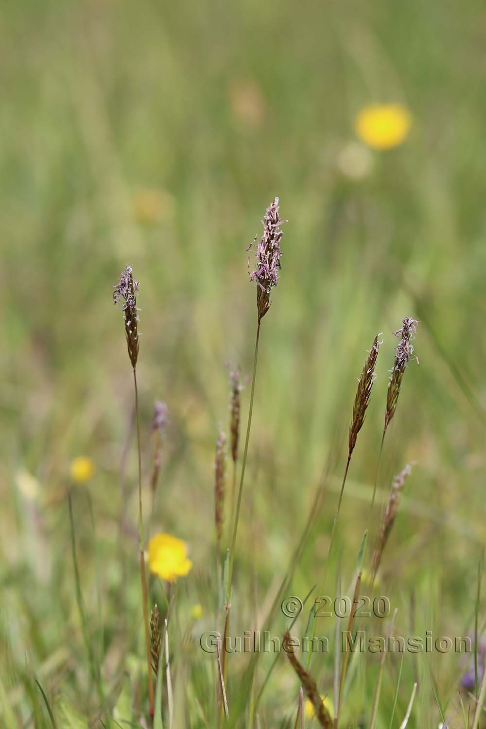 Anthoxanthum odoratum