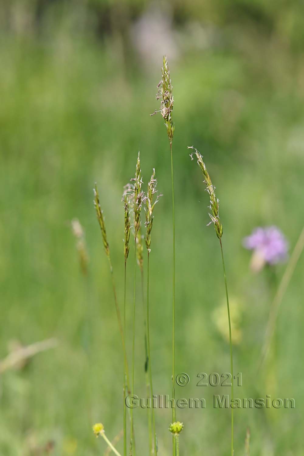 Anthoxanthum odoratum