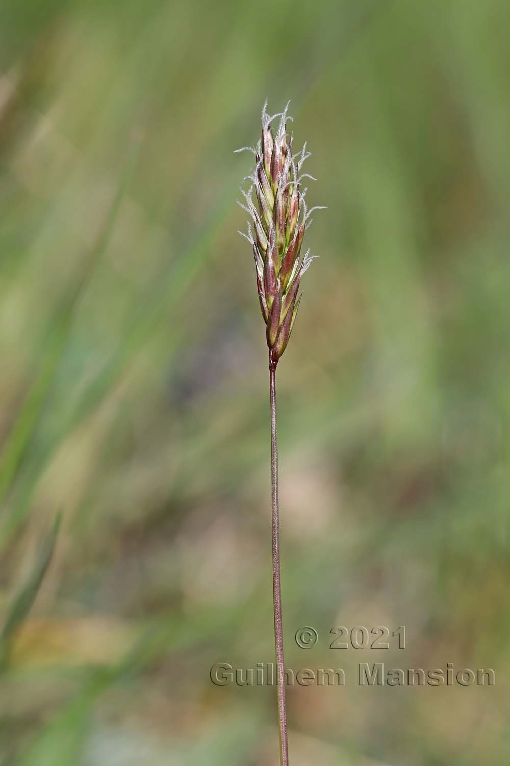 Anthoxanthum odoratum