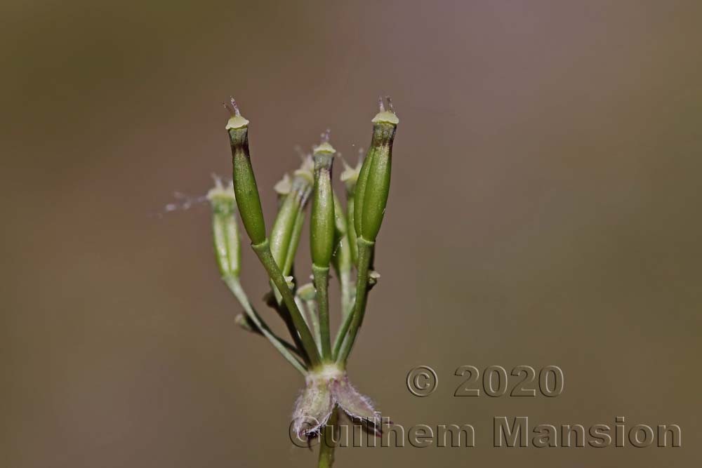 Anthriscus sylvestris