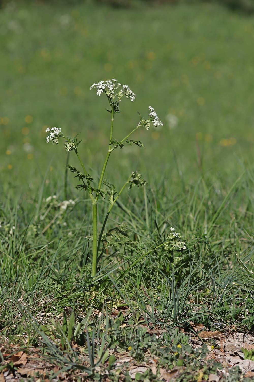 Anthriscus sylvestris