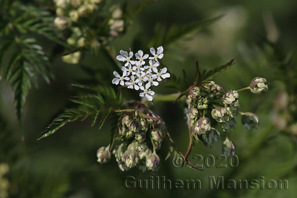 Anthriscus sylvestris